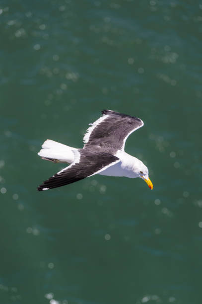 istock Sea gull with black wings flies over the ocean 826359032