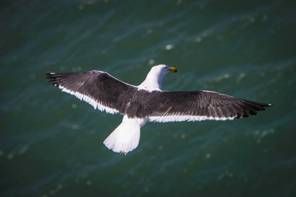 istock Sea gull over the ocean 826359054