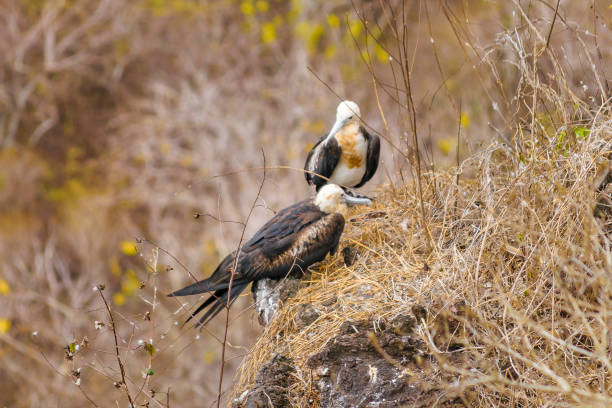 istock Birds at High of Tree, Galapagos, Ecuador 826359292