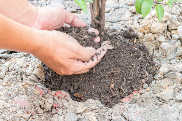 istock Man's hand are planting the tree. 826362188