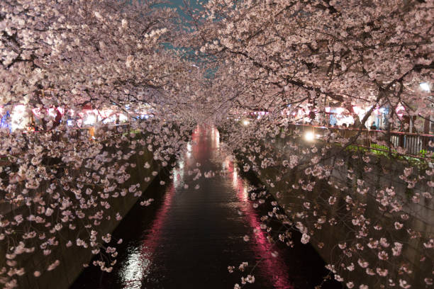 istock Cherry Blossoms along the Meguro River in Tokyo, Japan 826367140
