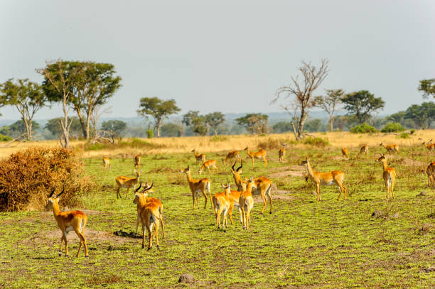 istock Deers  in the grass, Uganda, Africa 826374224