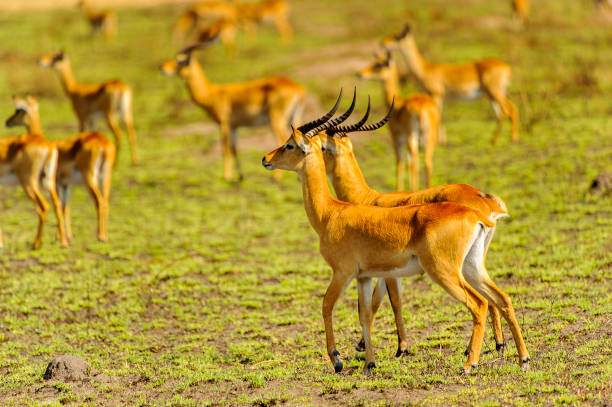 istock Deers  in the grass, Uganda, Africa 826374246