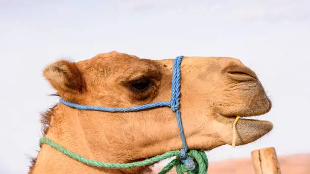 Photo of Portrait of a camel in the desert of Morocco