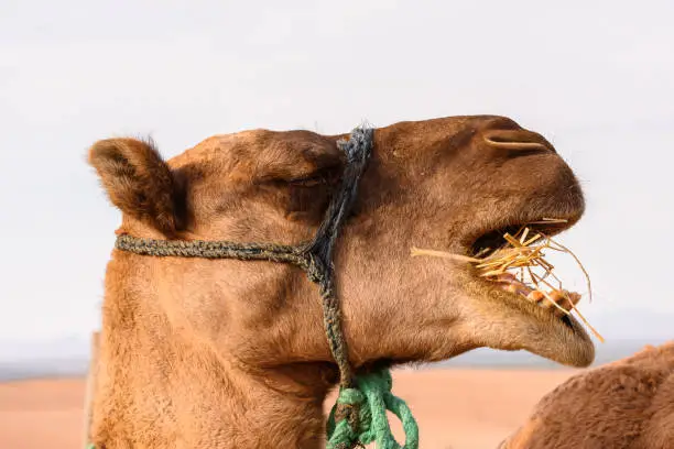 Photo of Portrait of a camel in the desert of Morocco