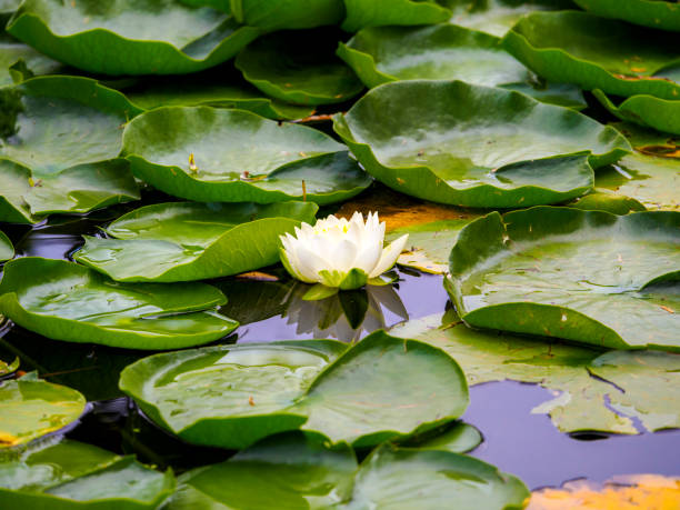 istock Water lily and lily pads floating in a pond 826377596