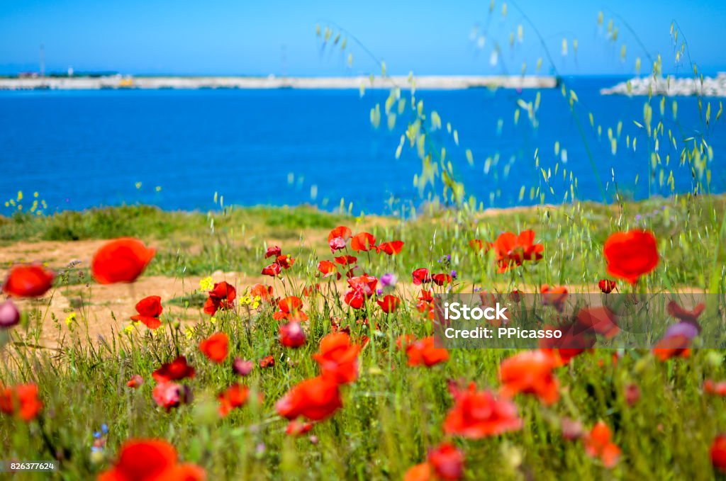 Bright red poppies flowers on the steep bank of the Sevastopol bay of the Black Sea of the Crimea. 2017 Horizontal Stock Photo