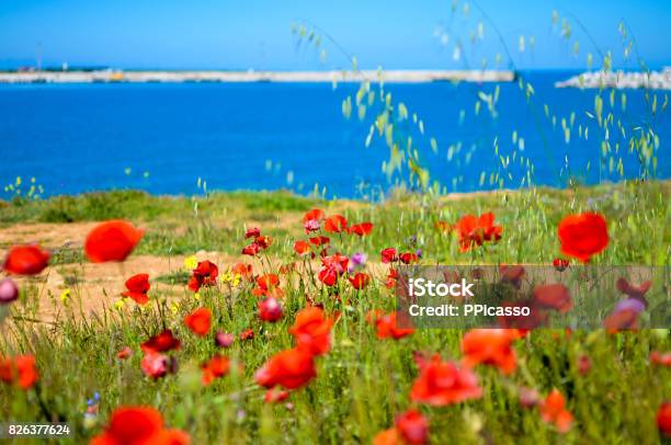 Bright Red Poppies Flowers On The Steep Bank Of The Sevastopol Bay Of The Black Sea Of The Crimea 2017 Stock Photo - Download Image Now