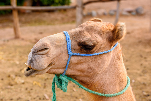 Portrait of a camel in the desert of Morocco