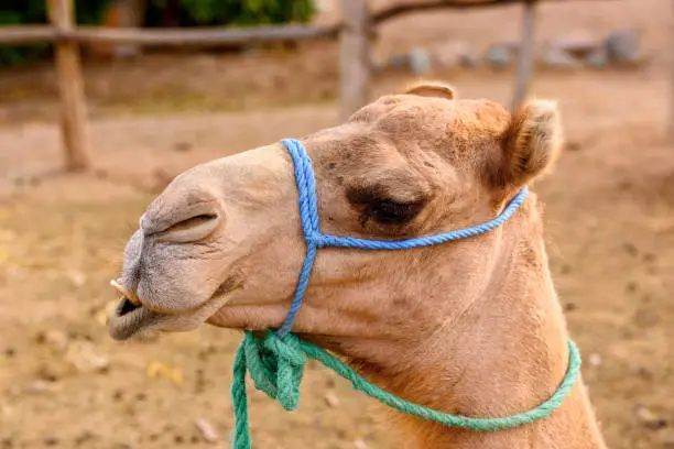 Photo of Portrait of a camel in the desert of Morocco