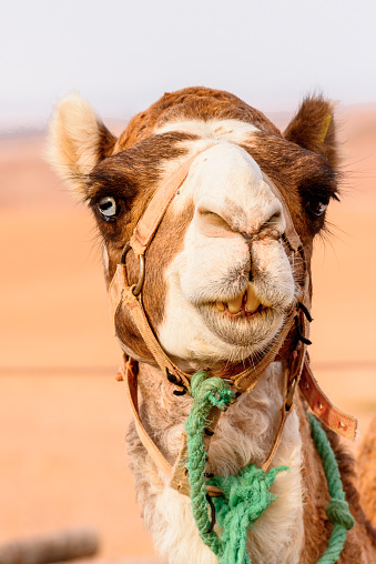 Portrait of a camel in the desert of Morocco