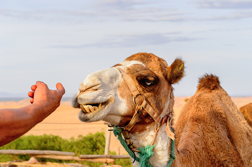 Portrait of a camel in the desert of Morocco