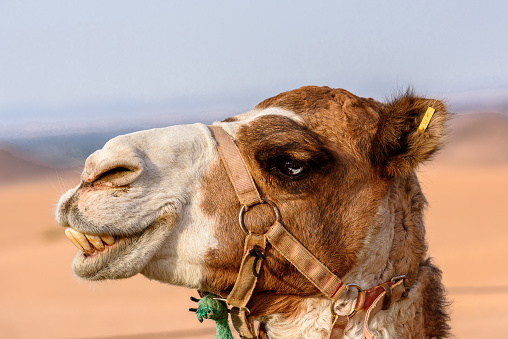 Portrait of a camel in the desert of Morocco