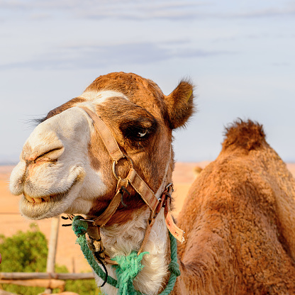 Portrait of a camel in the desert of Morocco