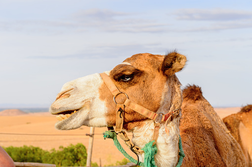 Portrait of a camel in the desert of Morocco