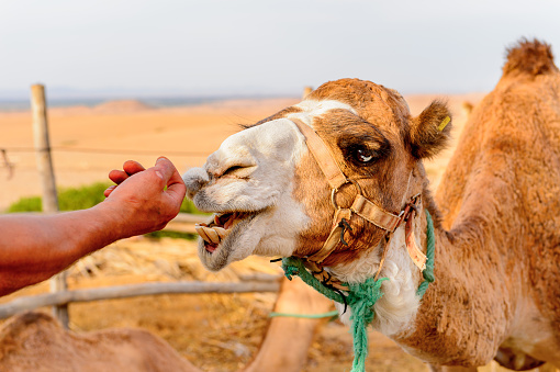 Portrait of a camel in the desert of Morocco