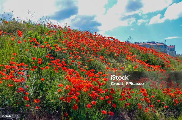 Bright Red Poppies Flowers On The Steep Bank Of The Sevastopol Bay Of The Black Sea Of The Crimea 2017 Stock Photo - Download Image Now
