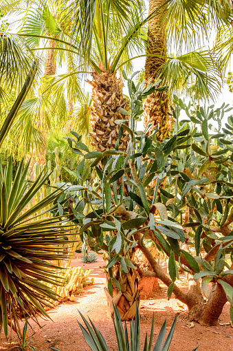 Jardin Mojarelle in Marrakesh, Morocco. It is the capital city of the mid-southwestern region of Marrakesh-Asfi.