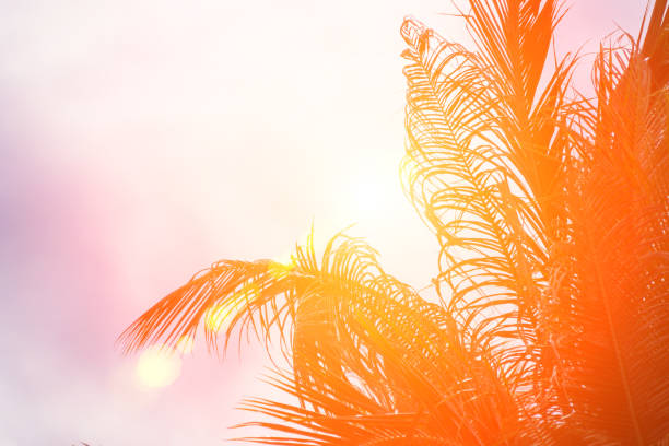 Evening sun shines through the coconut in the garden.