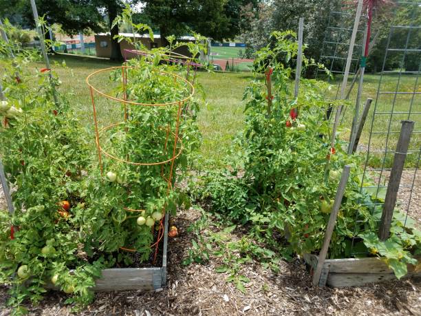 tomatos growing in a garden many tomatos growing in a garden with cages tomato cages stock pictures, royalty-free photos & images