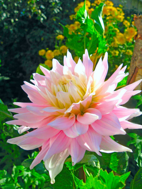 istock flower of pink dahlia 826393100
