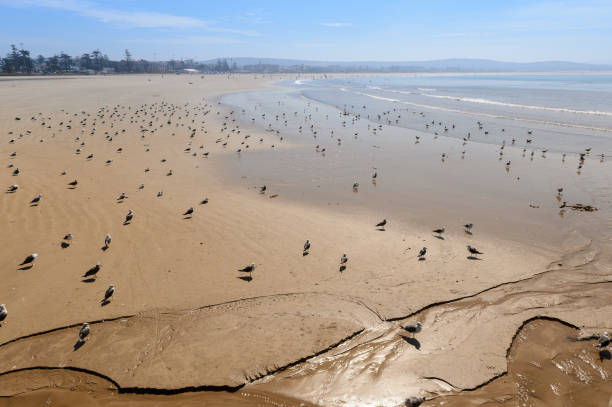 Coast of the Atlantic Ocean in Essouira Morocco