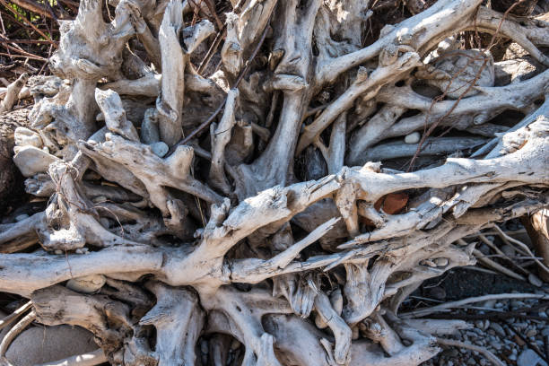 istock Close up of the dried tree roots 826393726