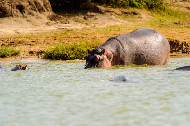 istock Hippopotamus in Uganda, Africa 826396856