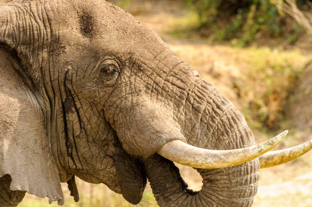 istock Elephant in Uganda, Africa 826396910
