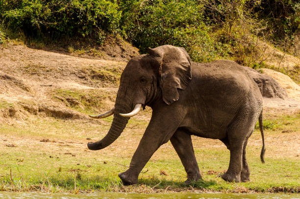 istock Elephant in Uganda, Africa 826396962