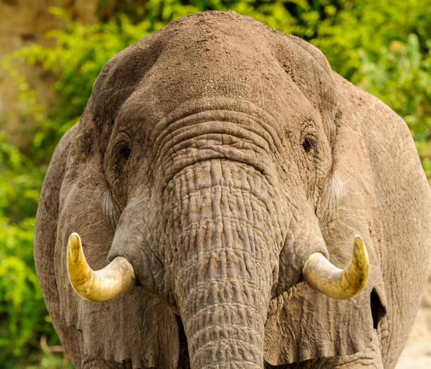 istock Elephant in Uganda, Africa 826396994