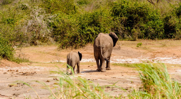 istock Elephant and its baby walk over the savanna 826397150