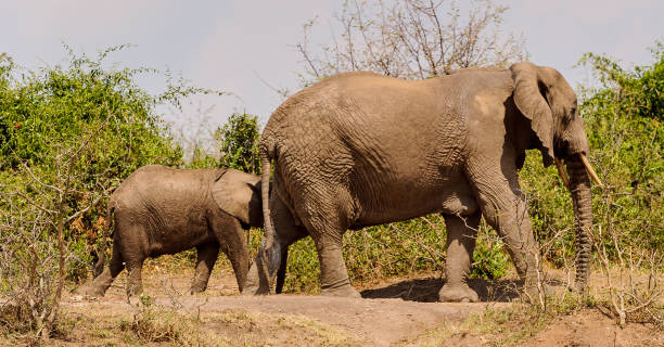 istock Elephants, father and son, walk together 826397178