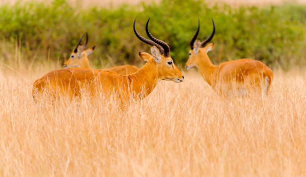 istock Two antelopes walks in Africa 826397218