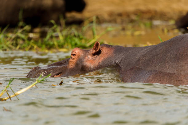 istock Hippopotamus in Uganda, Africa 826397310