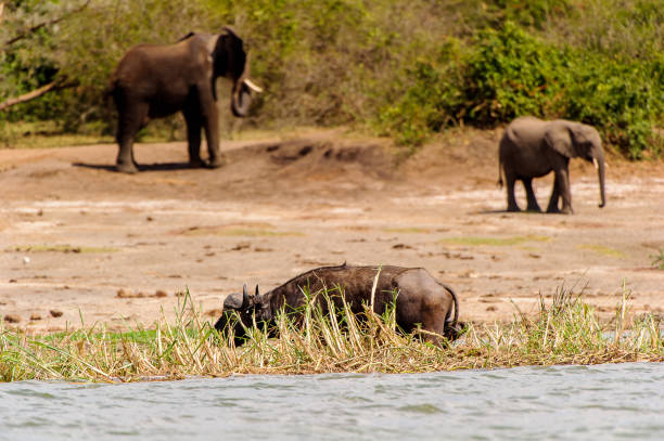 istock Elephants in Africa, Uganda 826397352