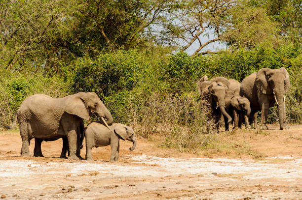 istock Elephants walk over the savanna in Uganda 826397356