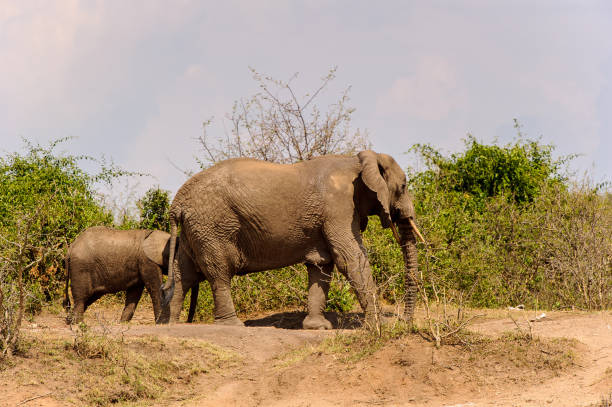 istock Elephants in Africa, Uganda 826397374