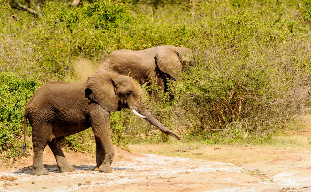istock Flock of elephants walk over the savanna 826397484