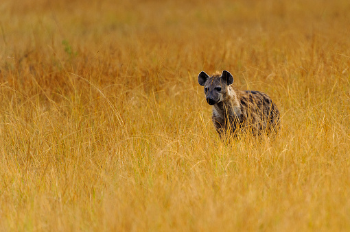African Spot Hyena In Uganda Stock Photo - Download Image Now - Africa,  Animal, Animal Body Part - iStock