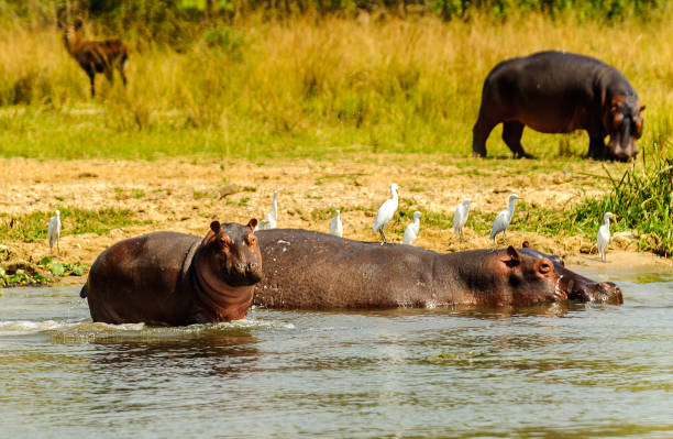 istock Storks feel very comfortable on the hippopotamus backs 826397622