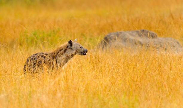 istock African spot hyena in the grass 826397624