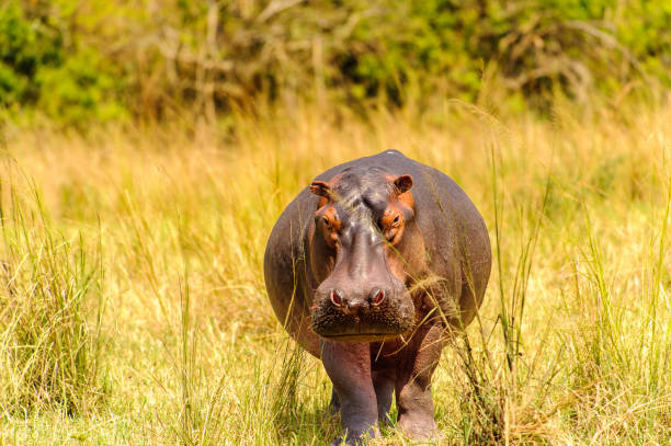 istock Hippopotamus in Uganda, Africa 826397644