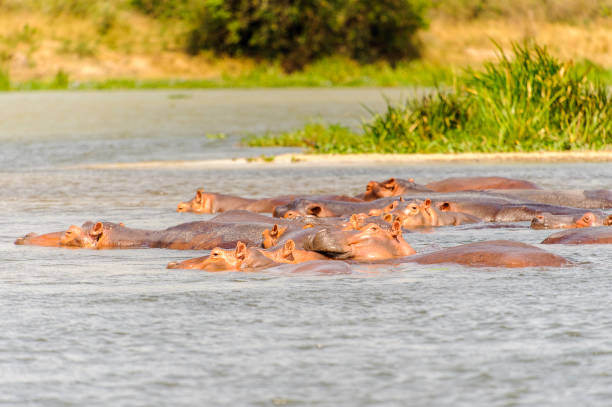 istock Hippopotamus in Uganda, Africa 826397684