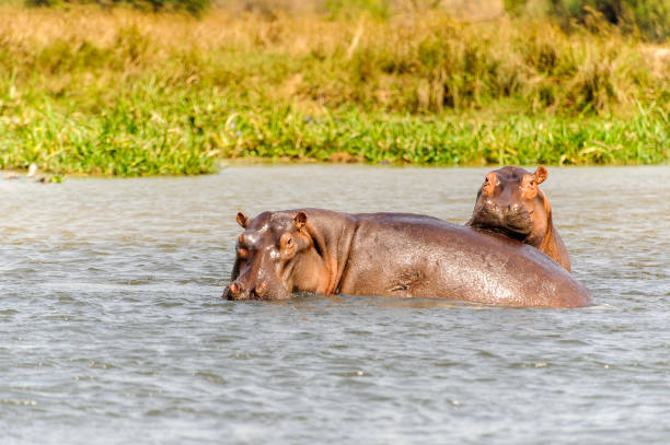 istock Hippopotamus in Uganda, Africa 826397758