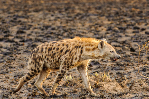 istock African spot hyena in Uganda 826397828