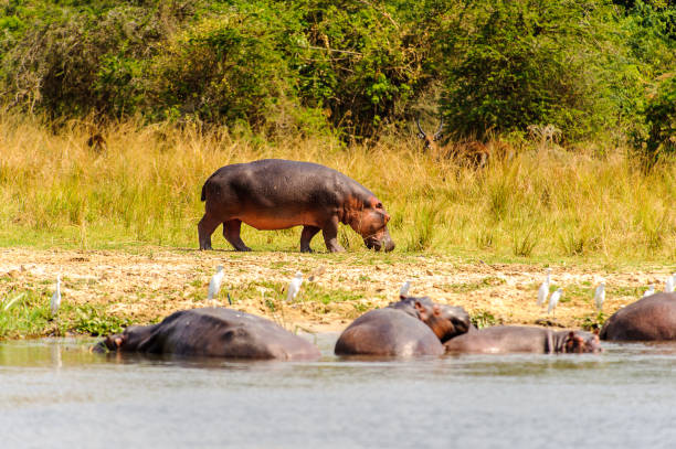 istock Hippopotamus in Uganda, Africa 826397878