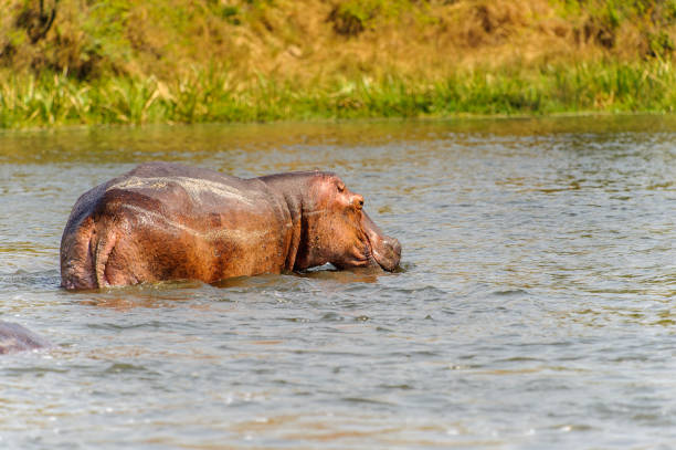 istock Hippopotamus in Uganda, Africa 826397994