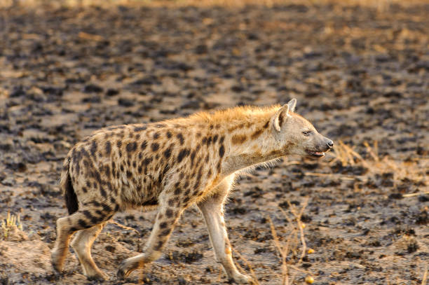 istock African spot hyena in Uganda 826398040