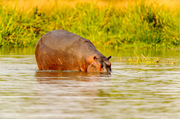istock Hippopotamus in Uganda, Africa 826398116